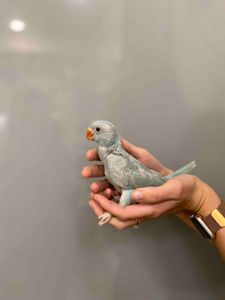 Ручной индийский ожереловый попугай голубой, попугай для разговора
