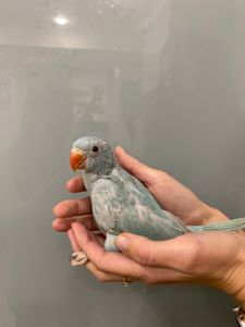 Ручной индийский ожереловый попугай голубой, попугай для разговора