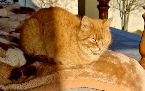 Мишо/КротоЛов СуперКошеня