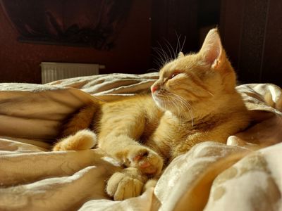 Мишо/КротоЛов СуперКошеня