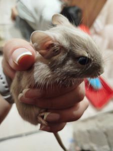 Чилійська білка 🐿️