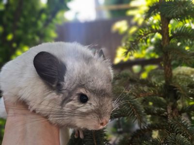 Шиншилленок Мальчик Белая Ангора