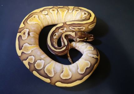 Королівський пітон (регіус)