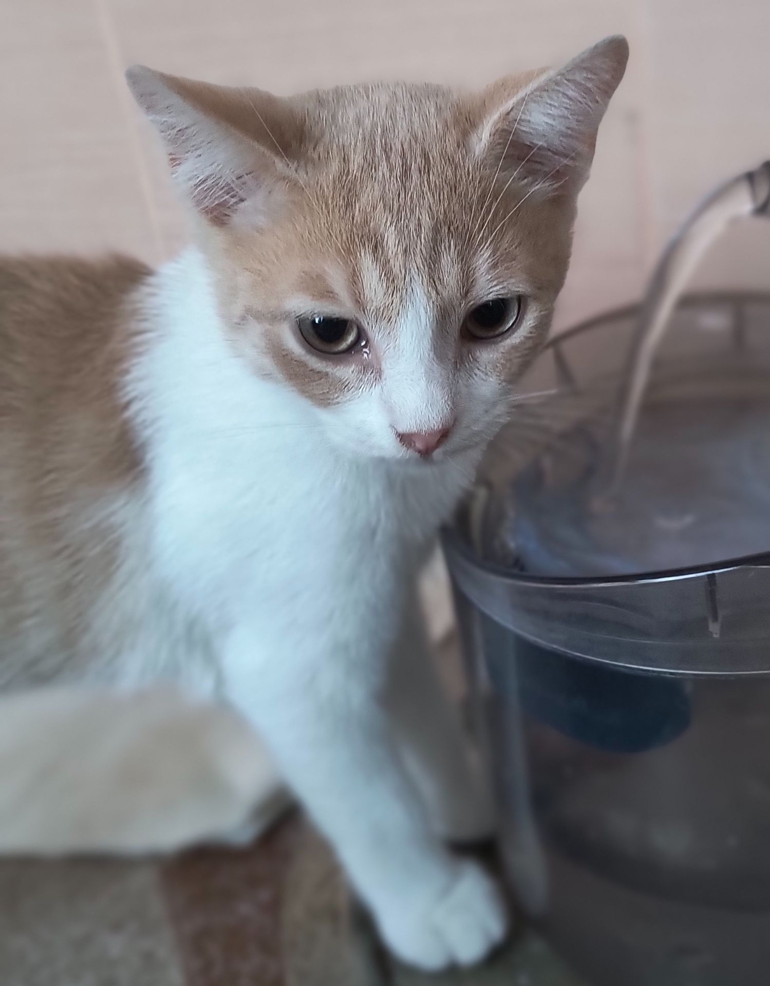 Дуже гарний кошеня