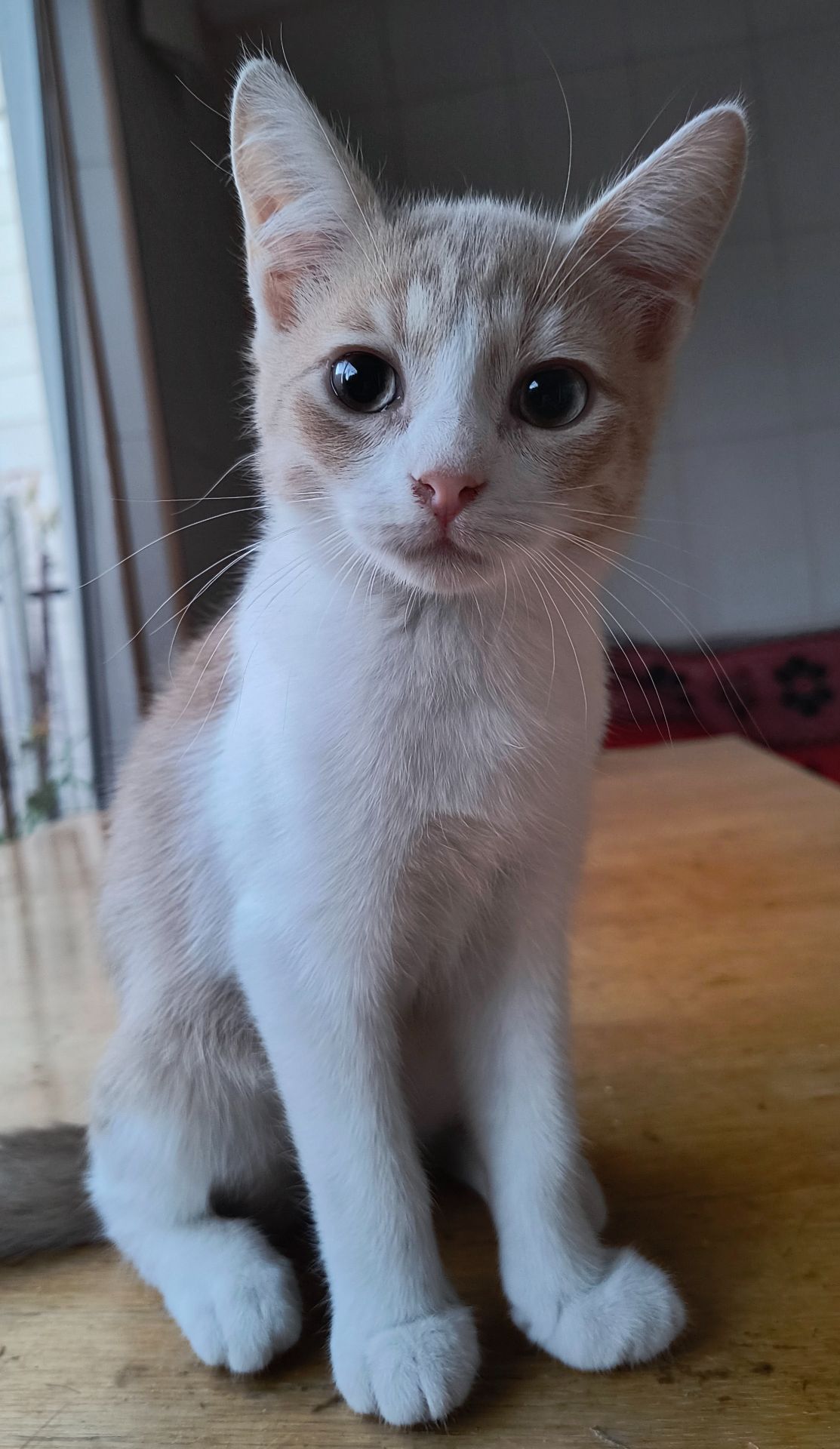Дуже гарний кошеня