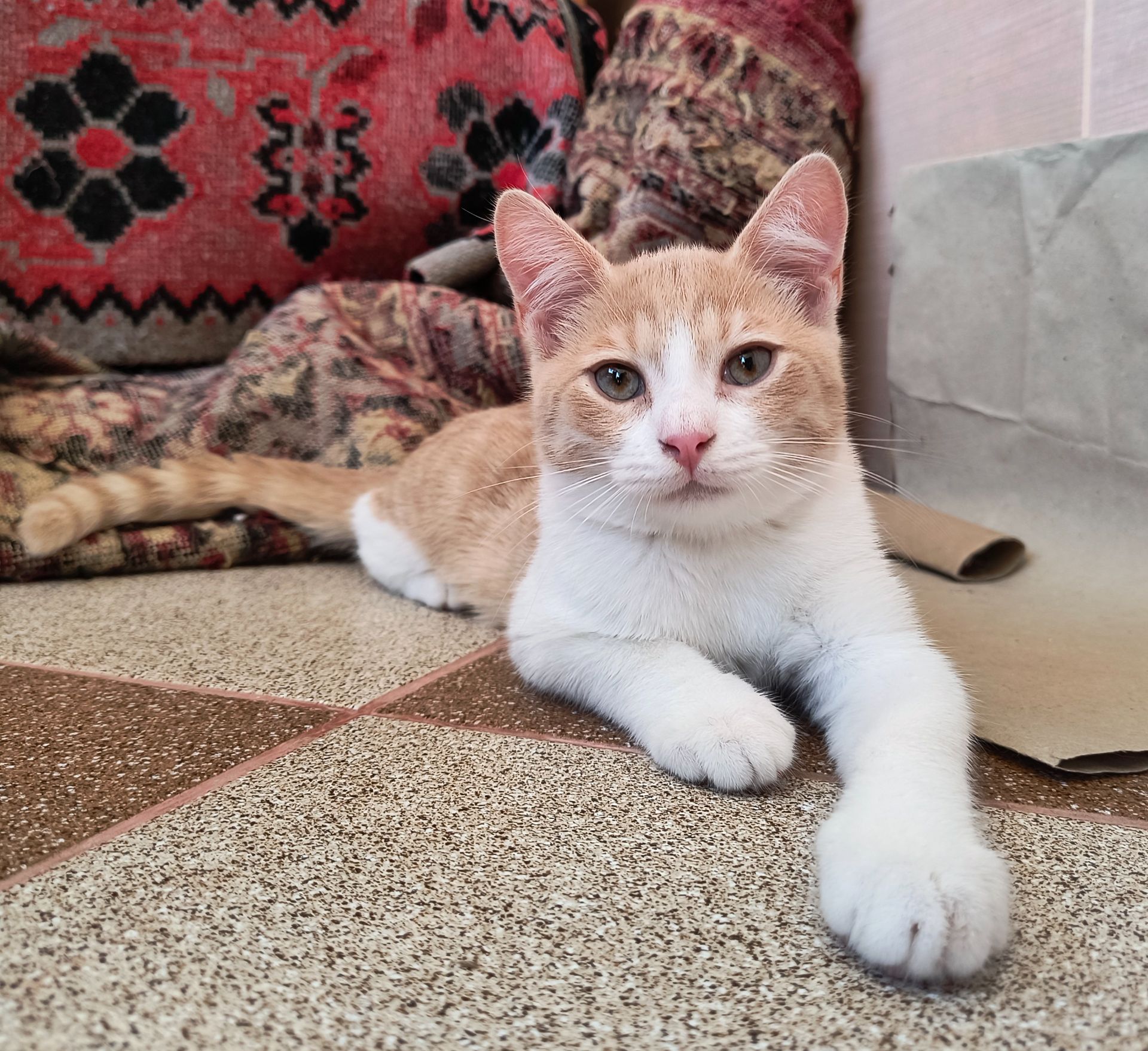 Дуже гарний кошеня