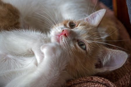 Дуже гарний кошеня