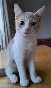 Дуже гарний кошеня