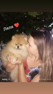 Цуценята поміранського щпіца