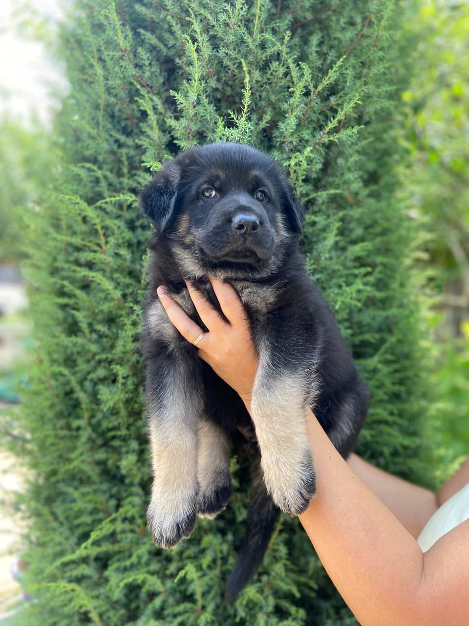 Цуценята німецької вівчарки