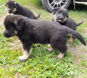 Цуценята німецької вівчарки