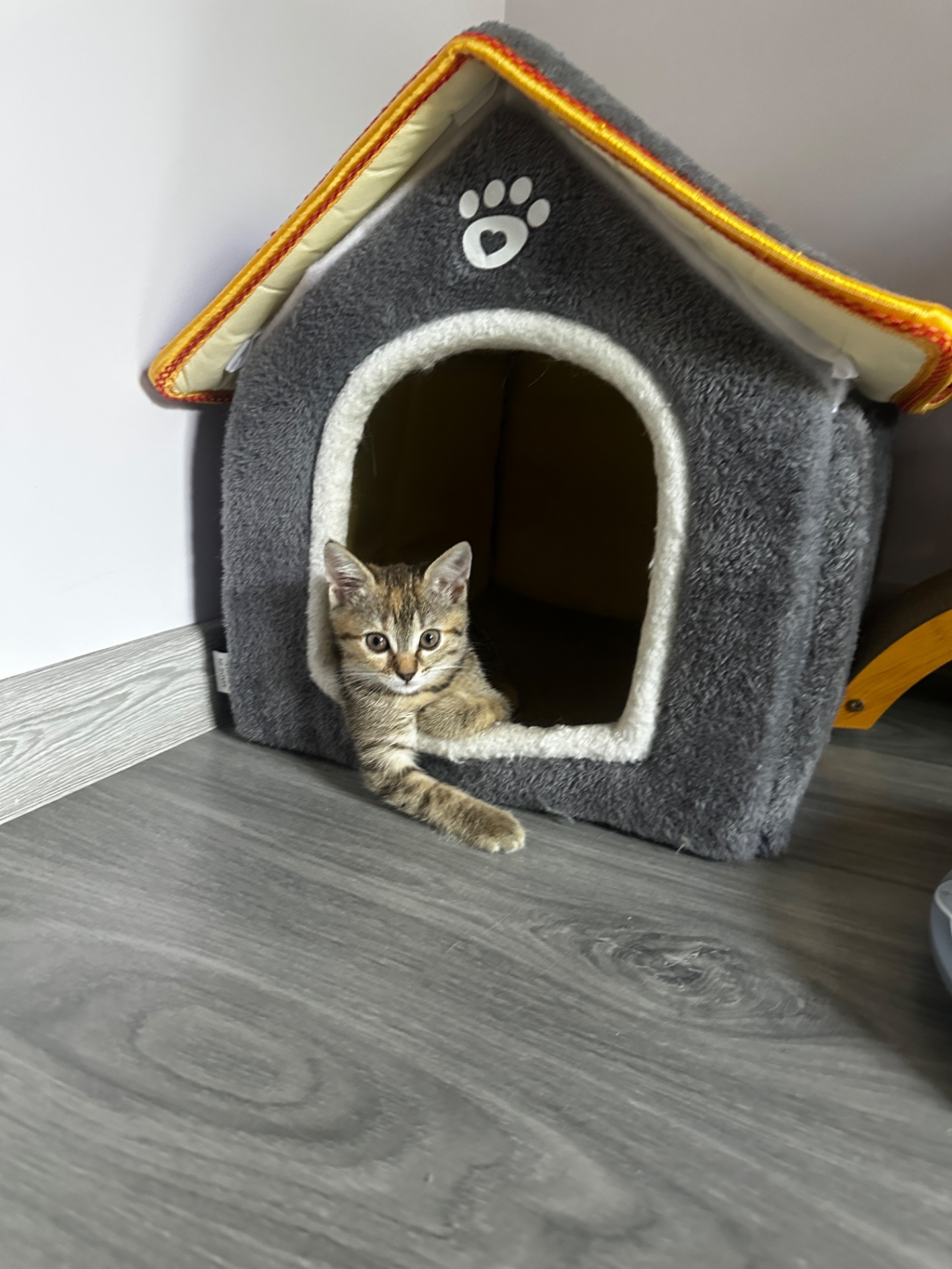 Котенок