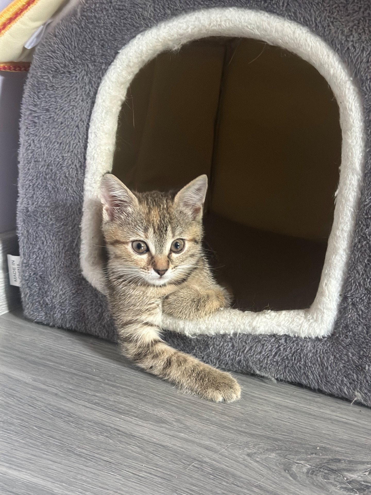 Котенок