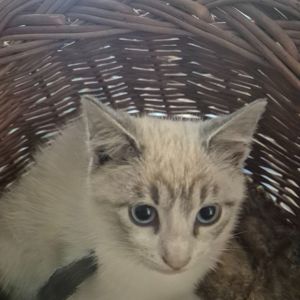 Милые домашние котята