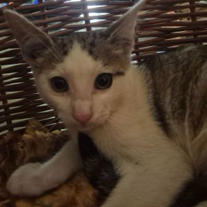 Милые домашние котята