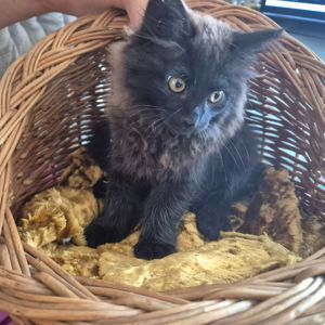 Милые домашние котята