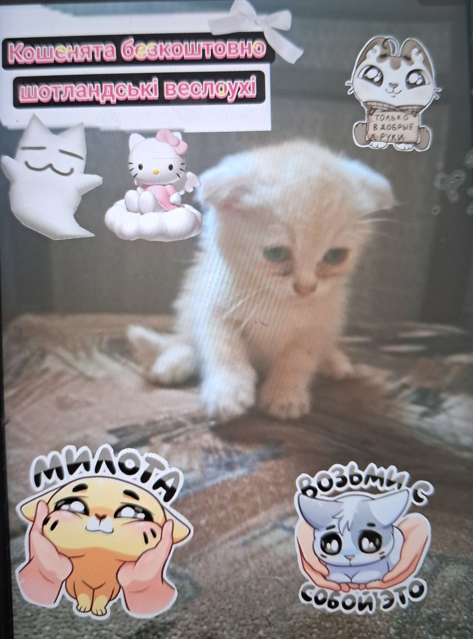 Шотландські веслоухі кошенята, 2 місяці