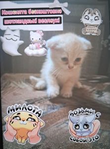 Шотландські веслоухі кошенята, 2 місяці