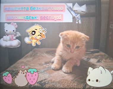 Шотландські веслоухі кошенята, 2 місяці