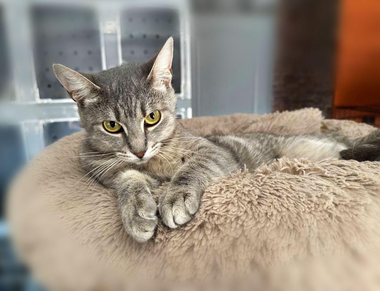Кокетка