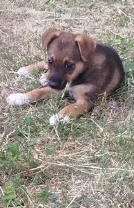 Цуценя-дівчинка