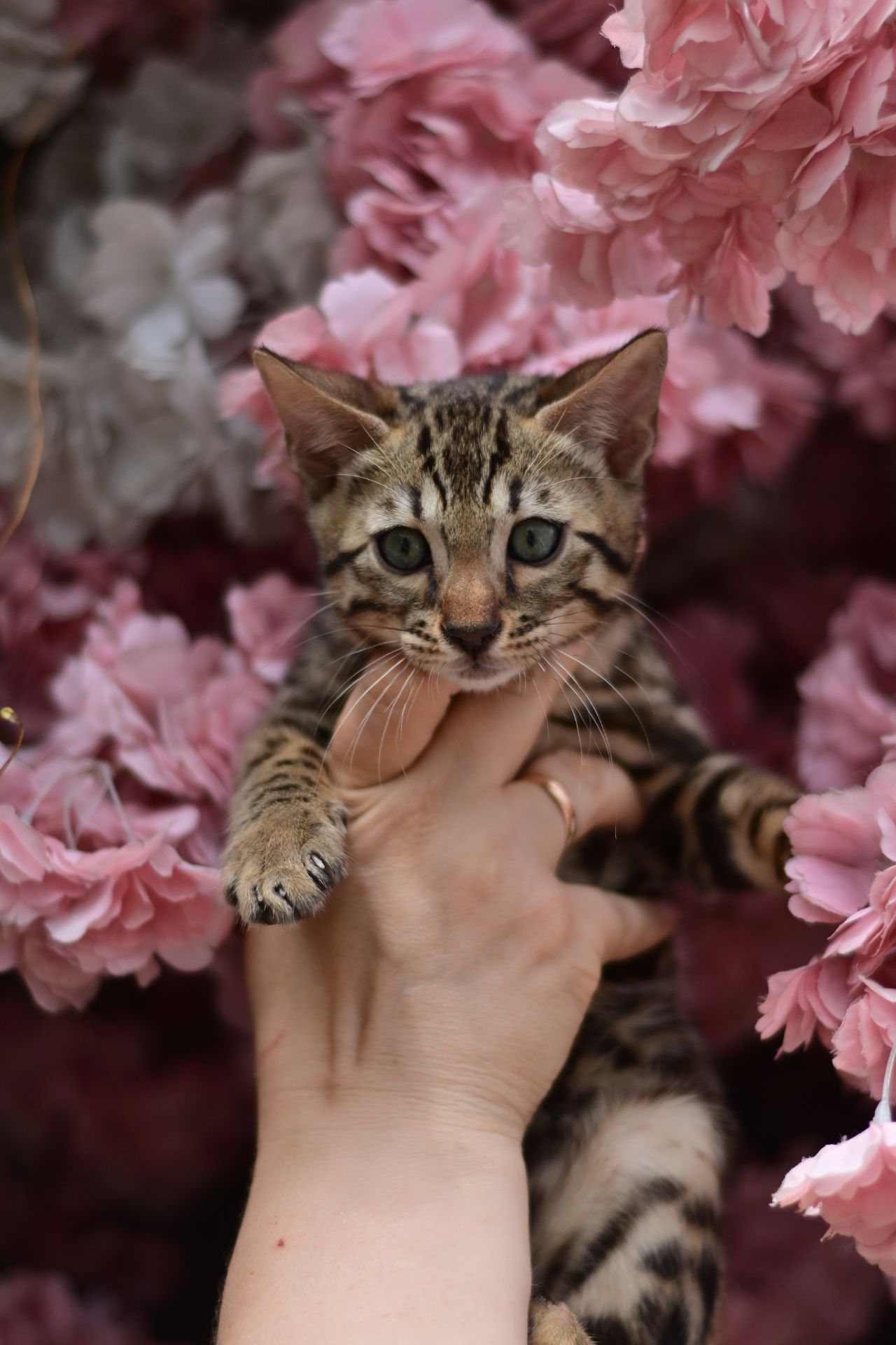 Шикарний бенгальський коти із смарагдовими очима