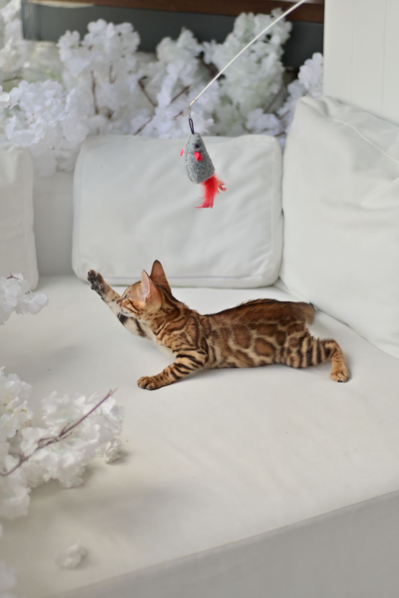 Шикарний бенгальский котик, золоте сонечко