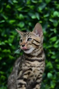Шикарний бенгальський коти із смарагдовими очима