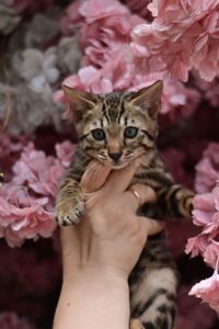 Шикарний бенгальський коти із смарагдовими очима
