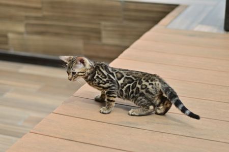 Шикарний бенгальський коти із смарагдовими очима