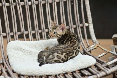 Шикарний бенгальський коти із смарагдовими очима