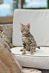 Шикарний бенгальський коти із смарагдовими очима
