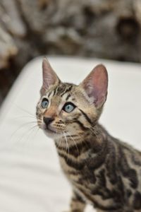 Шикарний бенгальський коти із смарагдовими очима