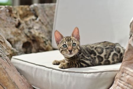 Шикарний бенгальський коти із смарагдовими очима