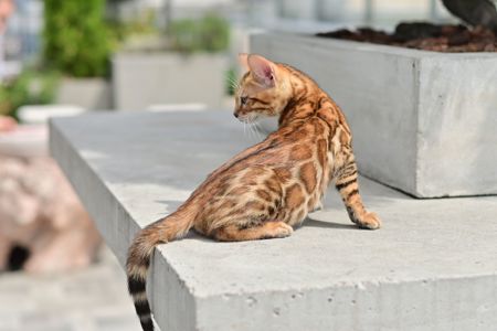 Шикарний бенгальский котик, золоте сонечко