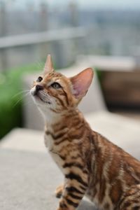 Шикарний бенгальский котик, золоте сонечко