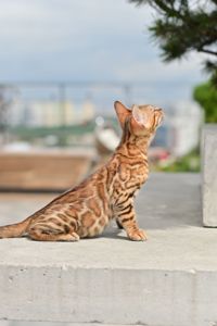 Шикарний бенгальский котик, золоте сонечко