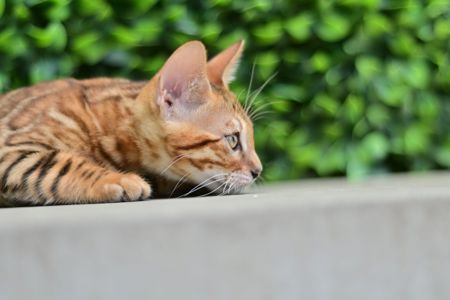 Шикарний бенгальский котик, золоте сонечко