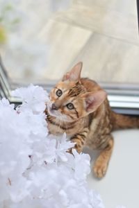 Шикарний бенгальский котик, золоте сонечко
