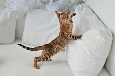 Шикарний бенгальский котик, золоте сонечко