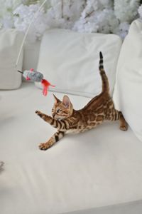Шикарний бенгальский котик, золоте сонечко