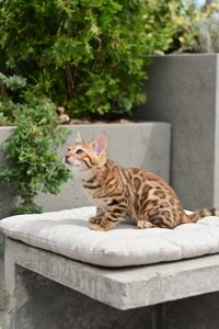 Бенгальські кошеня лапочка дівчінка