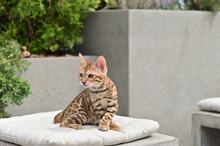 Бенгальські кошеня лапочка дівчінка