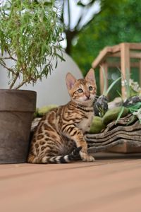 Бенгальські кошеня лапочка дівчінка