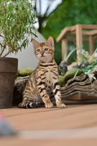 Бенгальські кошеня лапочка дівчінка