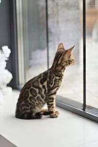 Шикарний бенгальський коти із смарагдовими очима