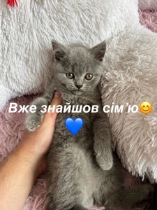 Шотландські кошенята. Пухнасті клубочки щастя. Готові до переїзду