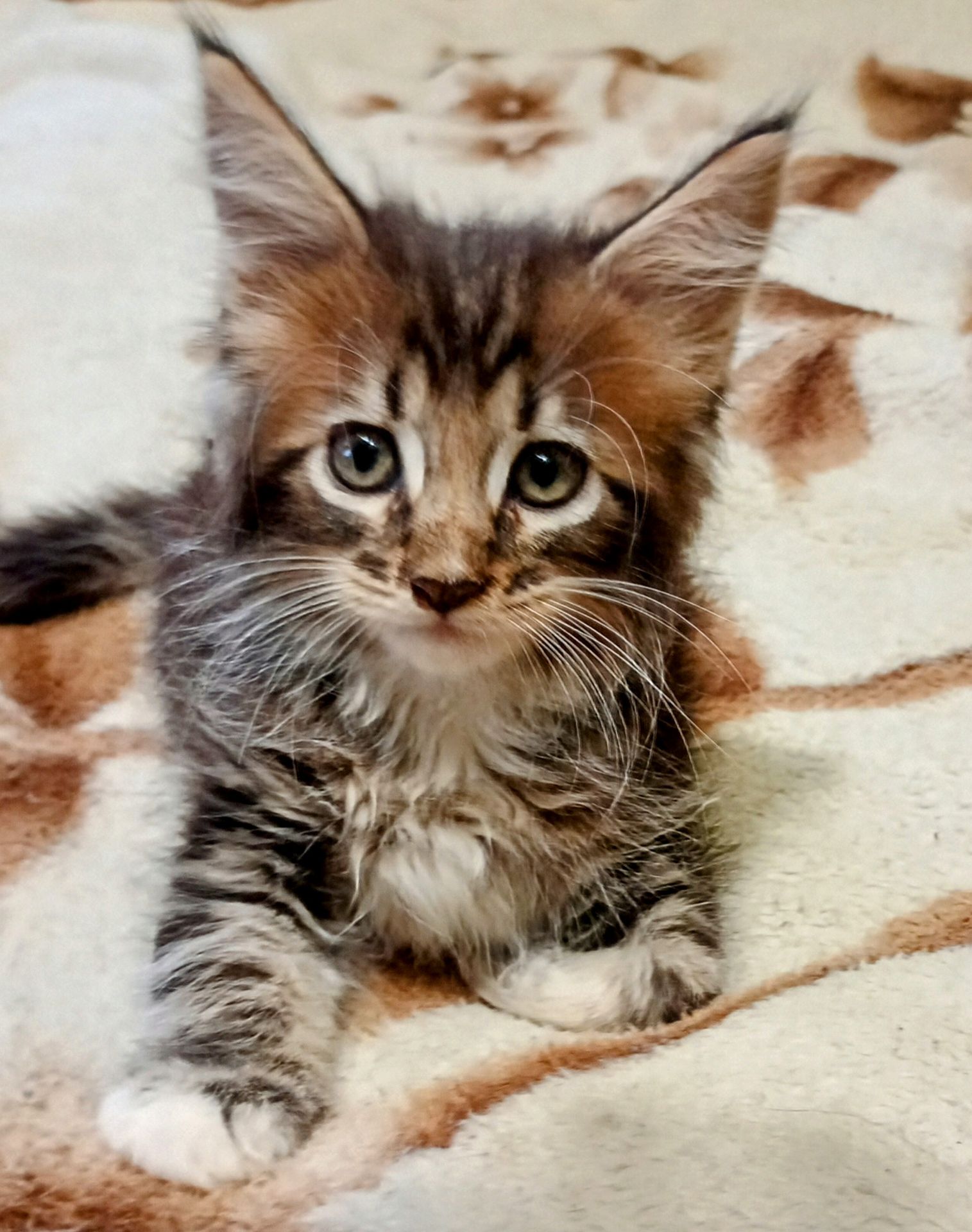 Кошенята МЕЙН КУН