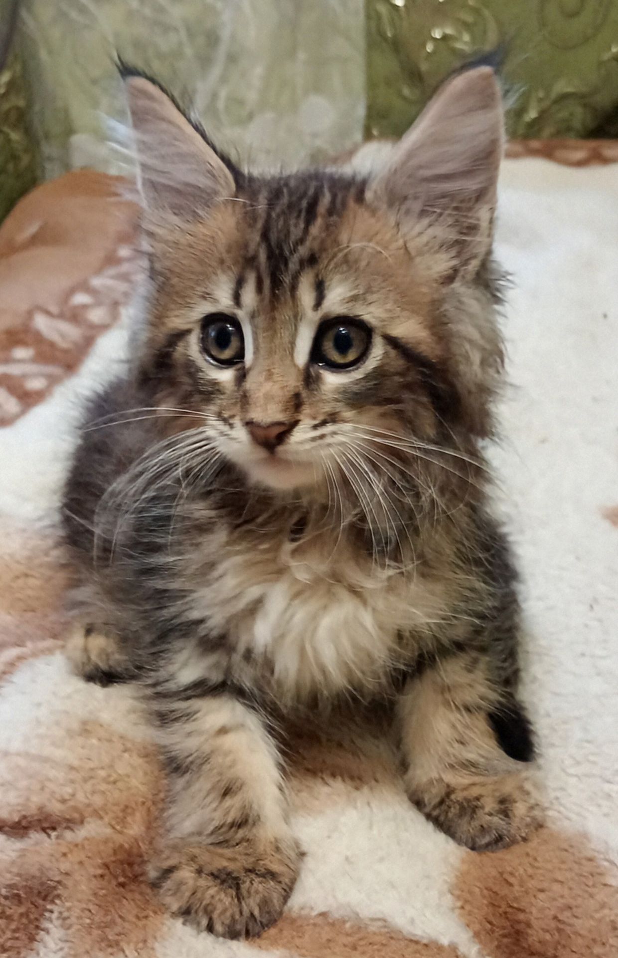 Кошенята МЕЙН КУН