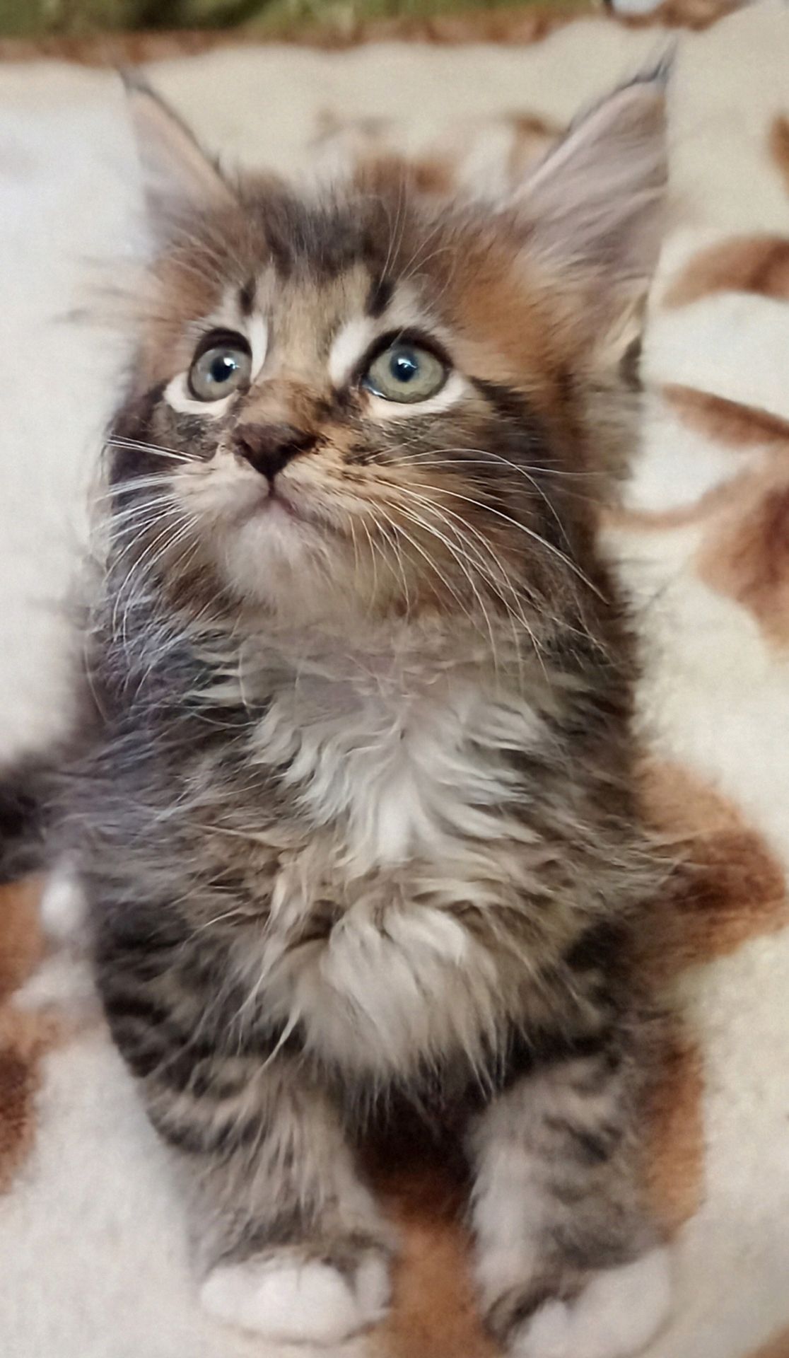 Кошенята МЕЙН КУН